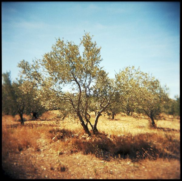 Les oliviers de Catherine aux Baux de Provence par Caroline Ablain Photographe à Rennes