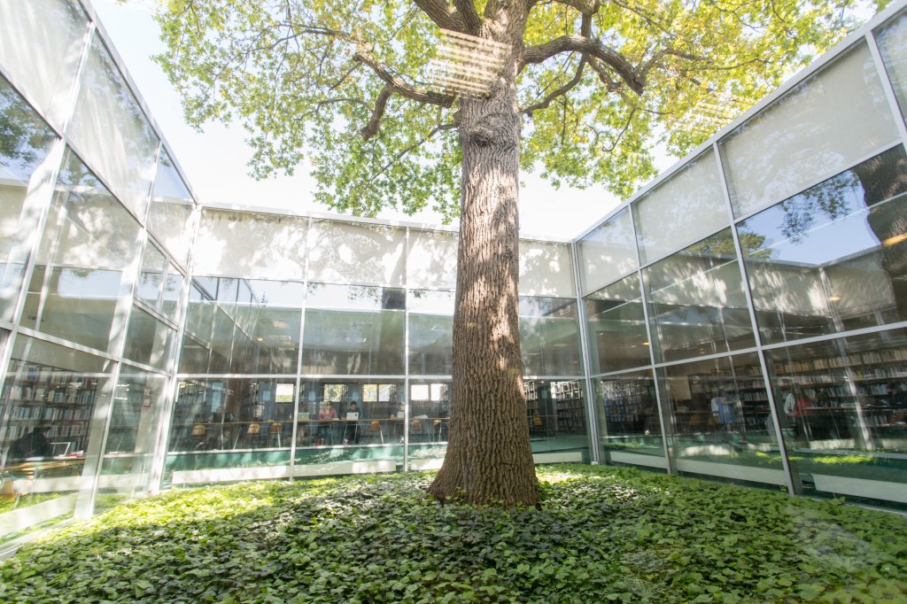 Le chêne de la bibliothèque de Sciences Po à Rennes par Caroline Ablain Photographe à Rennes