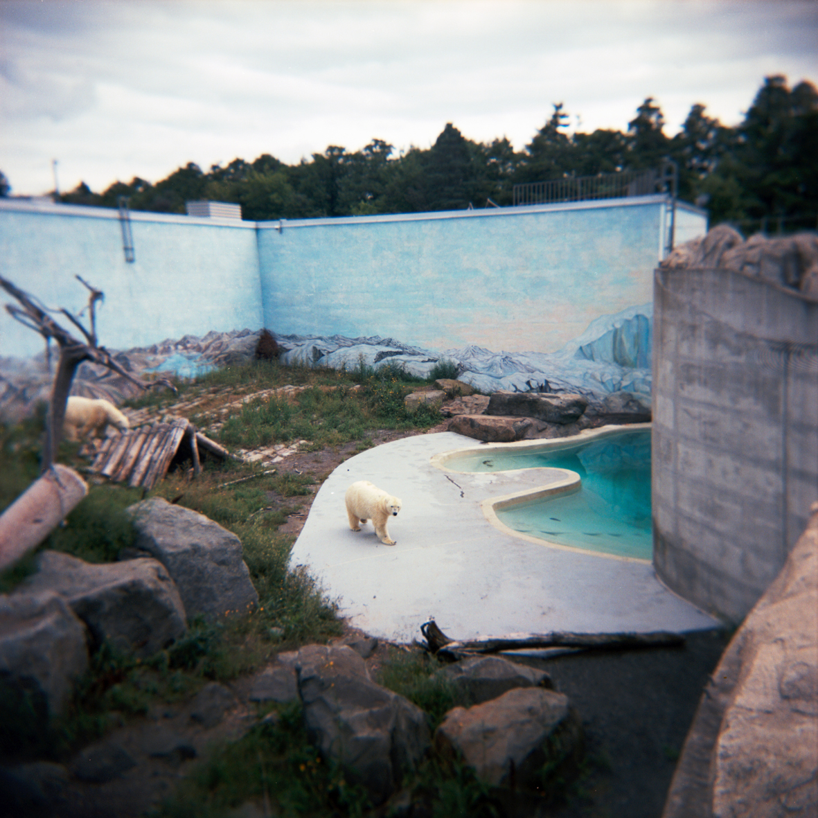 Ours polaire - Aquarium de Québec, photo au Holga